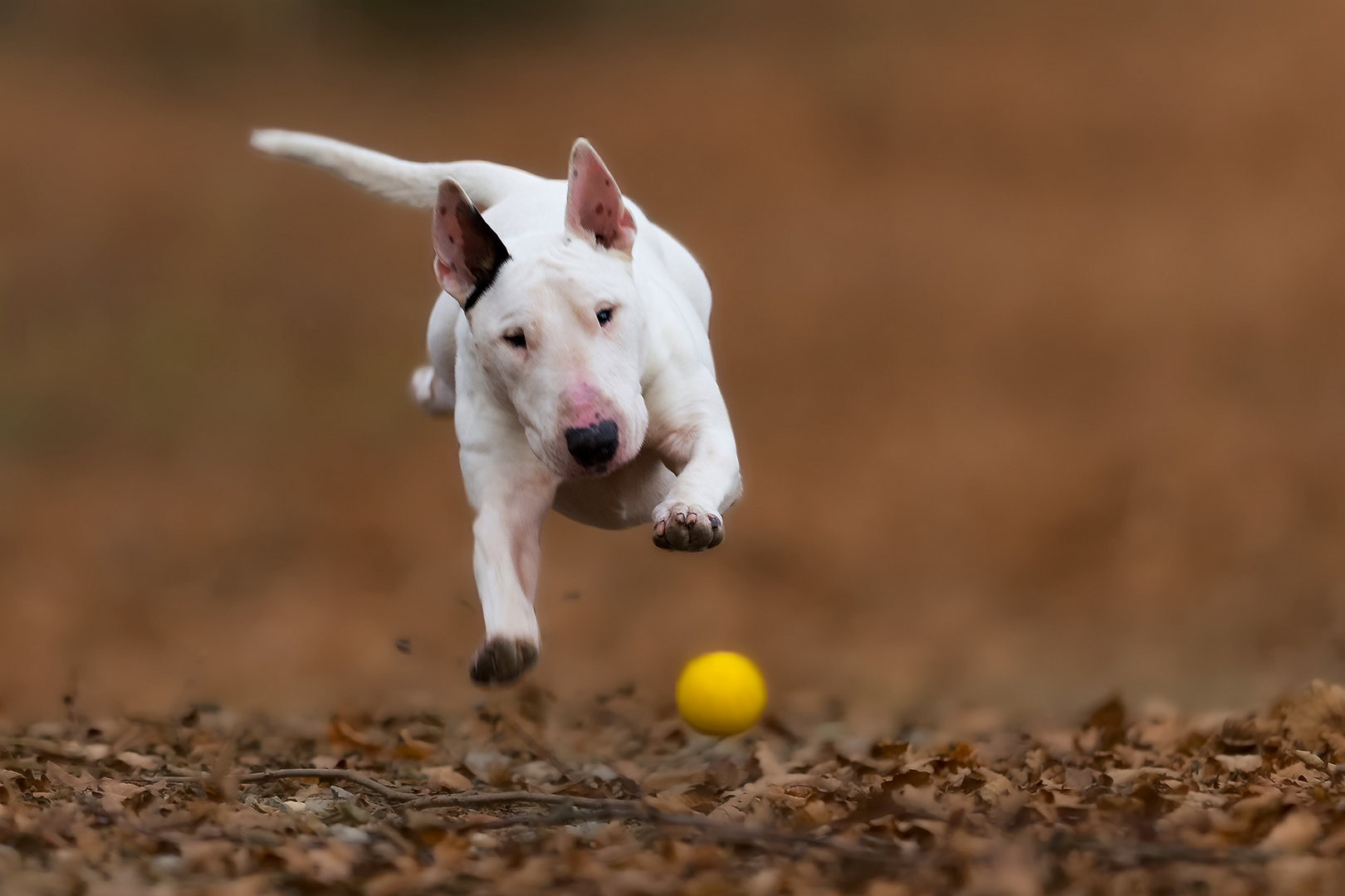 Fliegender- Hund