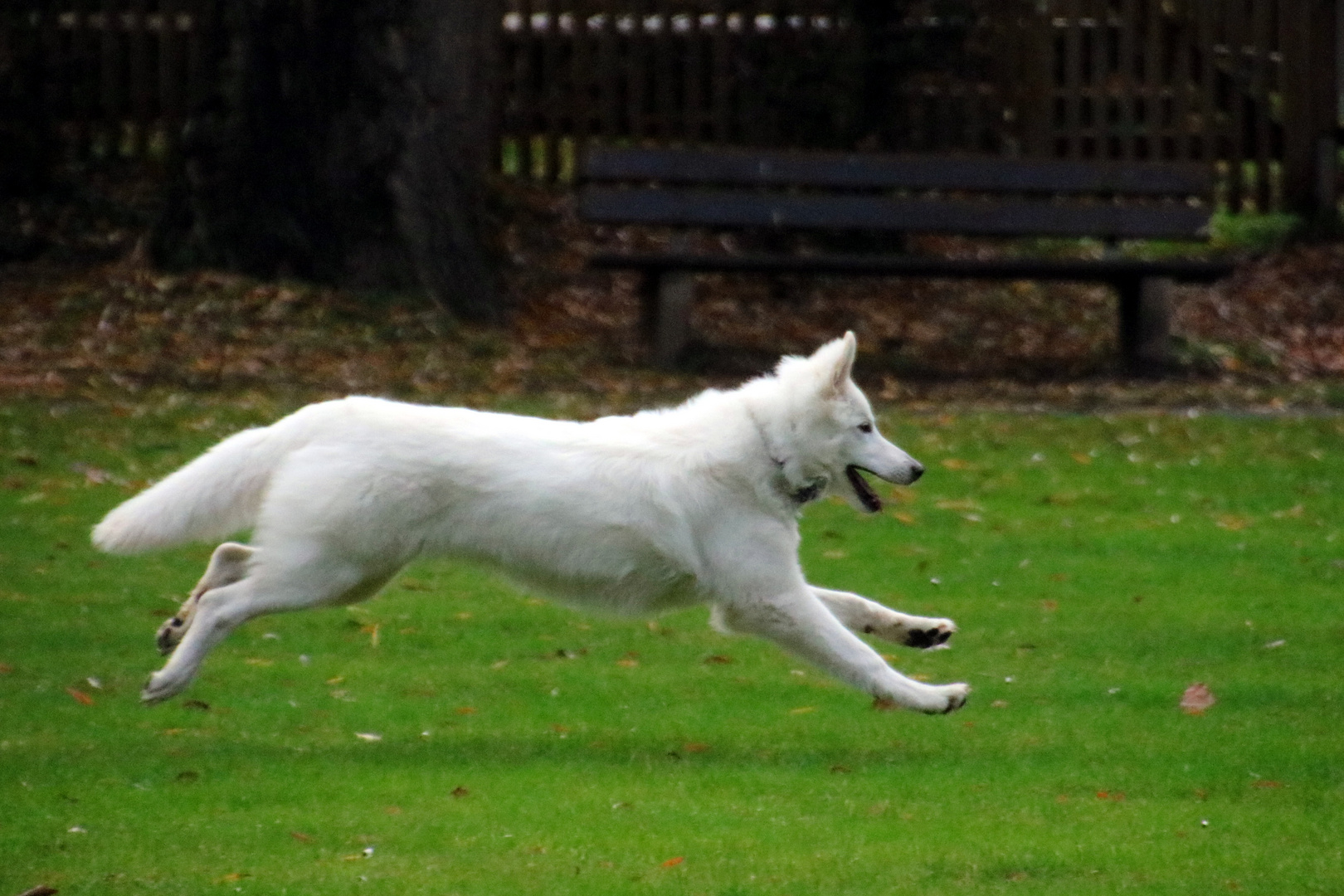 Fliegender Hund