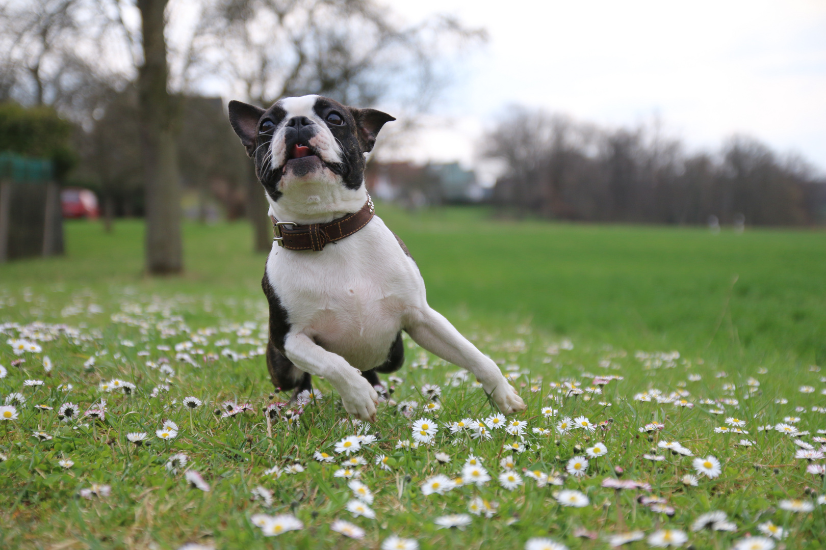 Fliegender Hund 