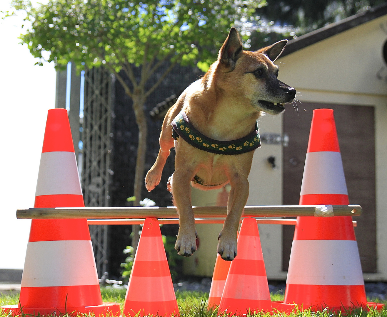 fliegender Hund