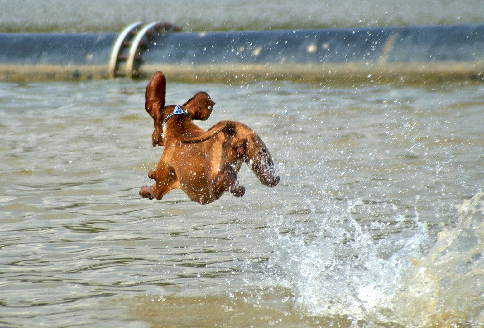 Fliegender Hund.