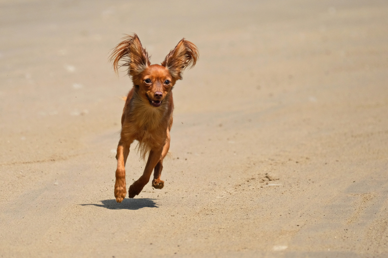 Fliegender Hund