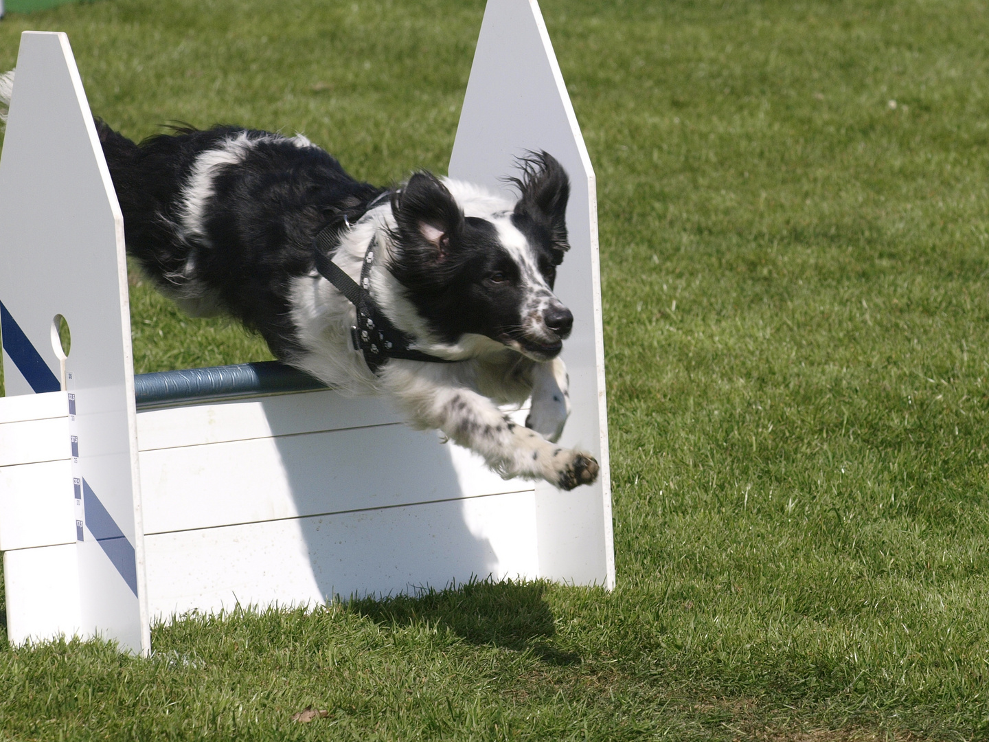 FLiegender Hund, Flyball, Hund