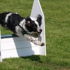 FLiegender Hund, Flyball, Hund