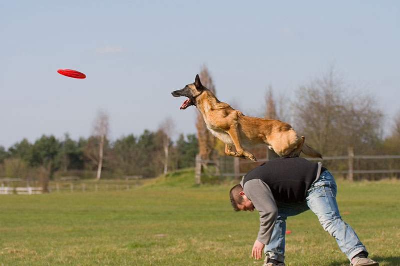 Fliegender Hund III