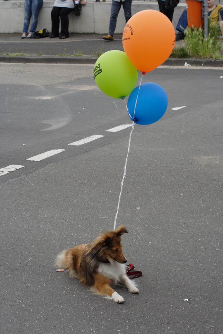 Fliegender Hund RPfTag  2010