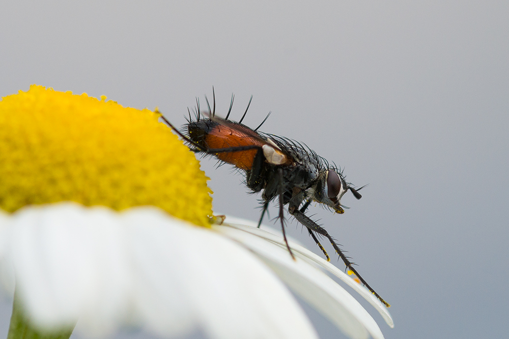 fliegender Igel