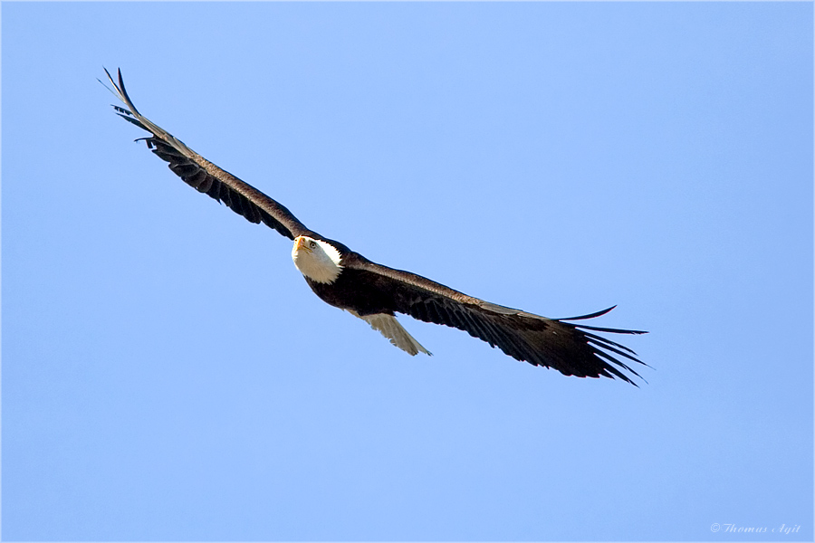 fliegender Igel