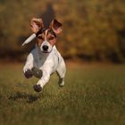 Fliegender Jack Russel....