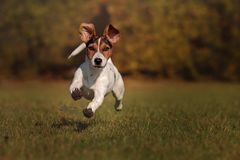 Fliegender Jack Russel....