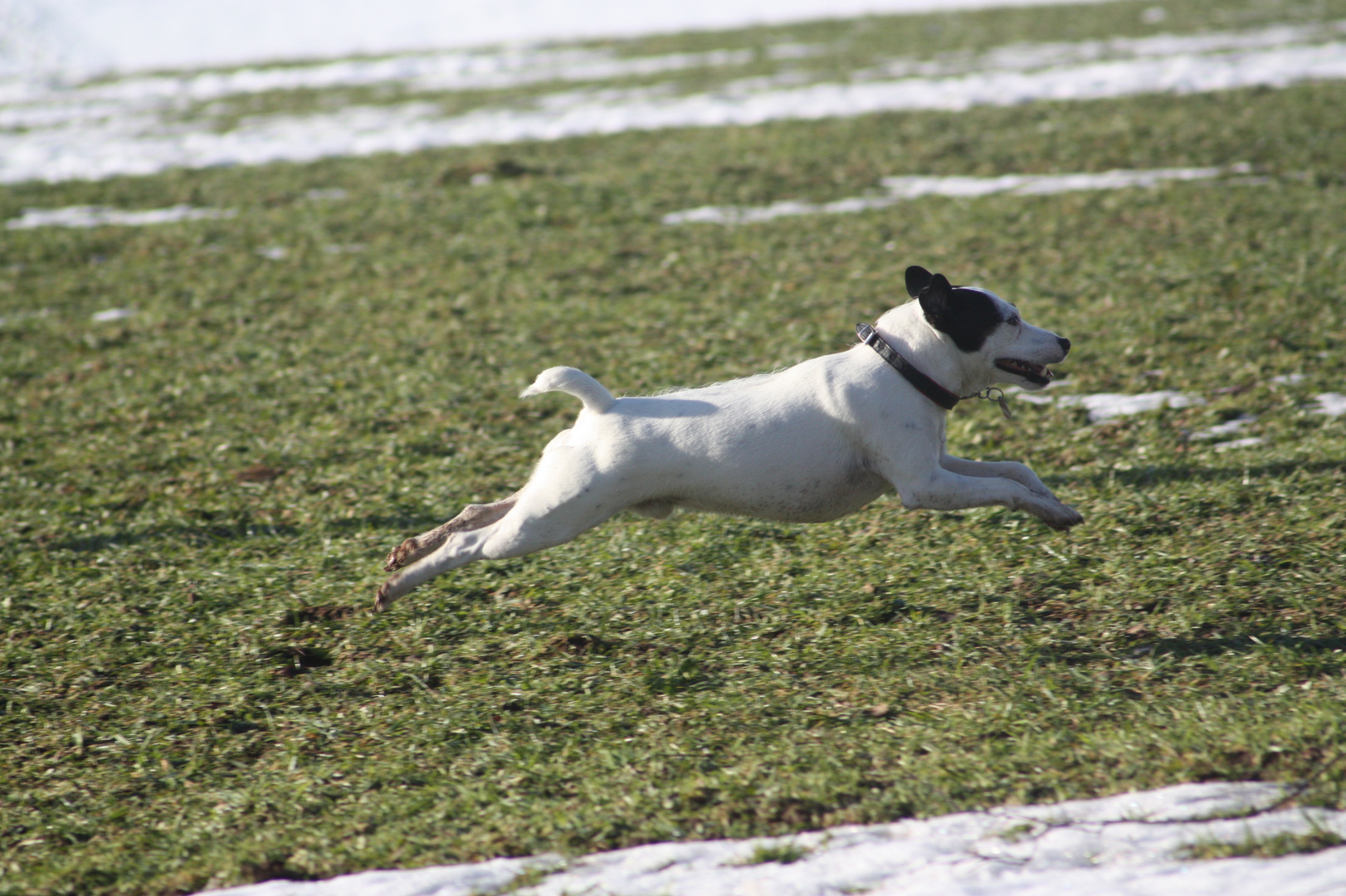 Fliegender Jack Russel