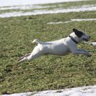 Fliegender Jack Russel