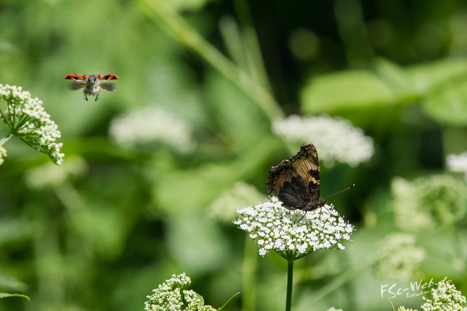 Fliegender Käfer besucht Großen Fuchs