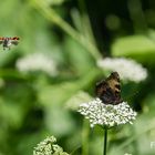 Fliegender Käfer besucht Großen Fuchs