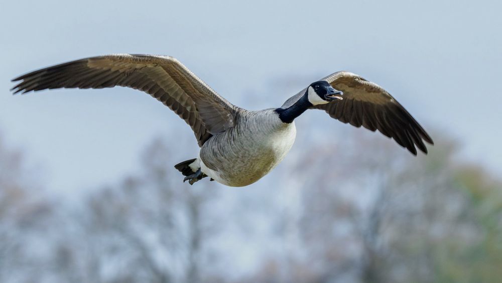  Fliegender Kanadier