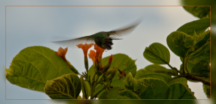 Fliegender Kolibri