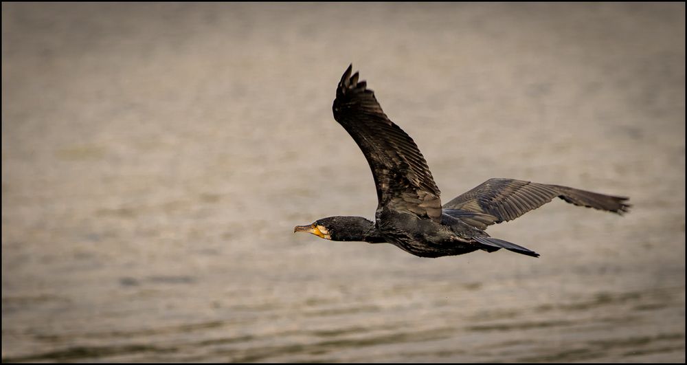 Fliegender Kormoran