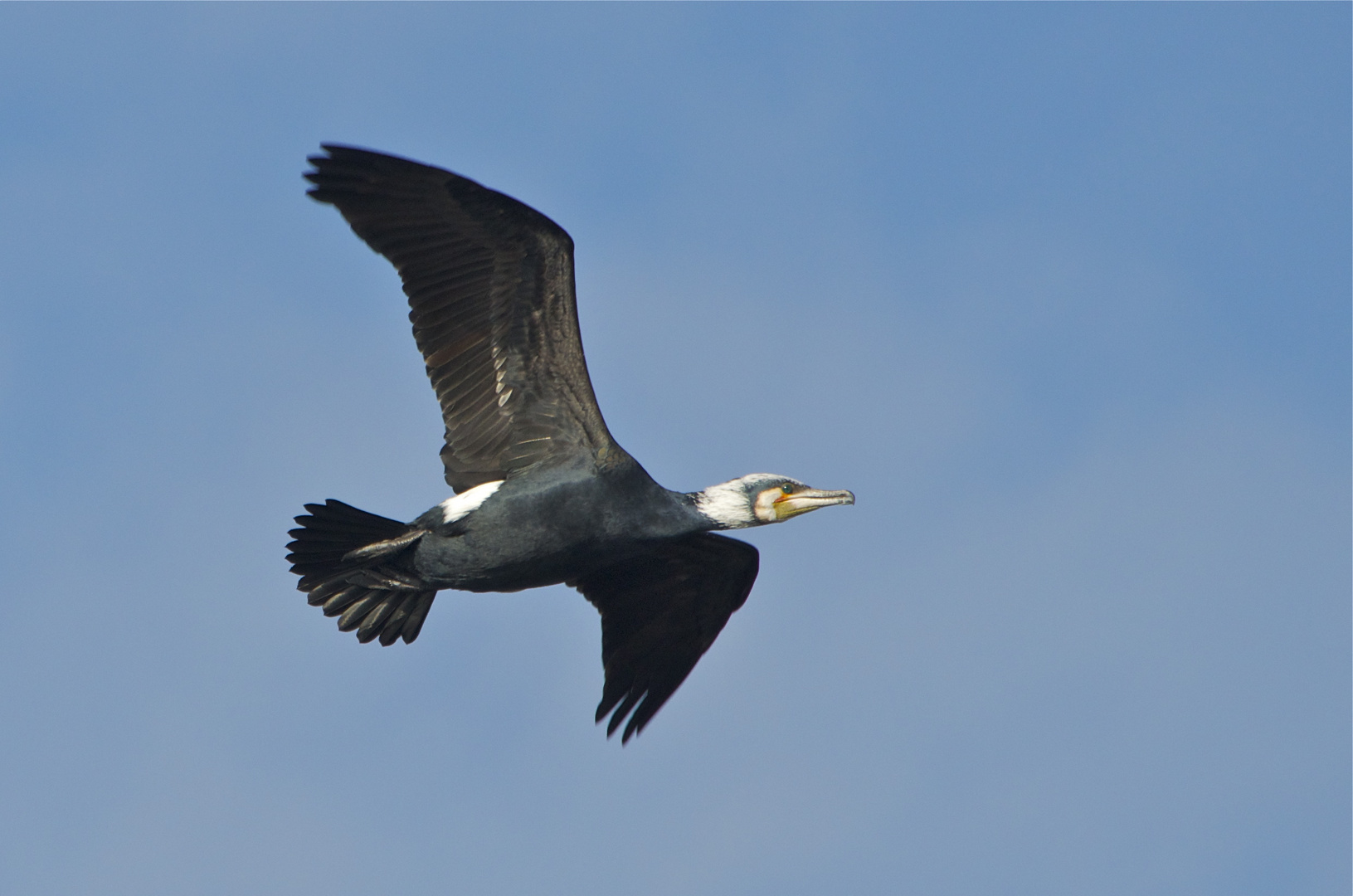 Fliegender Kormoran im Prachtkleid