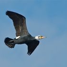 Fliegender Kormoran im Prachtkleid