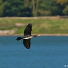 Fliegender Kormoran - Mein erstes Flugfoto