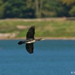 Fliegender Kormoran - Mein erstes Flugfoto