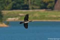 Fliegender Kormoran - Mein erstes Flugfoto