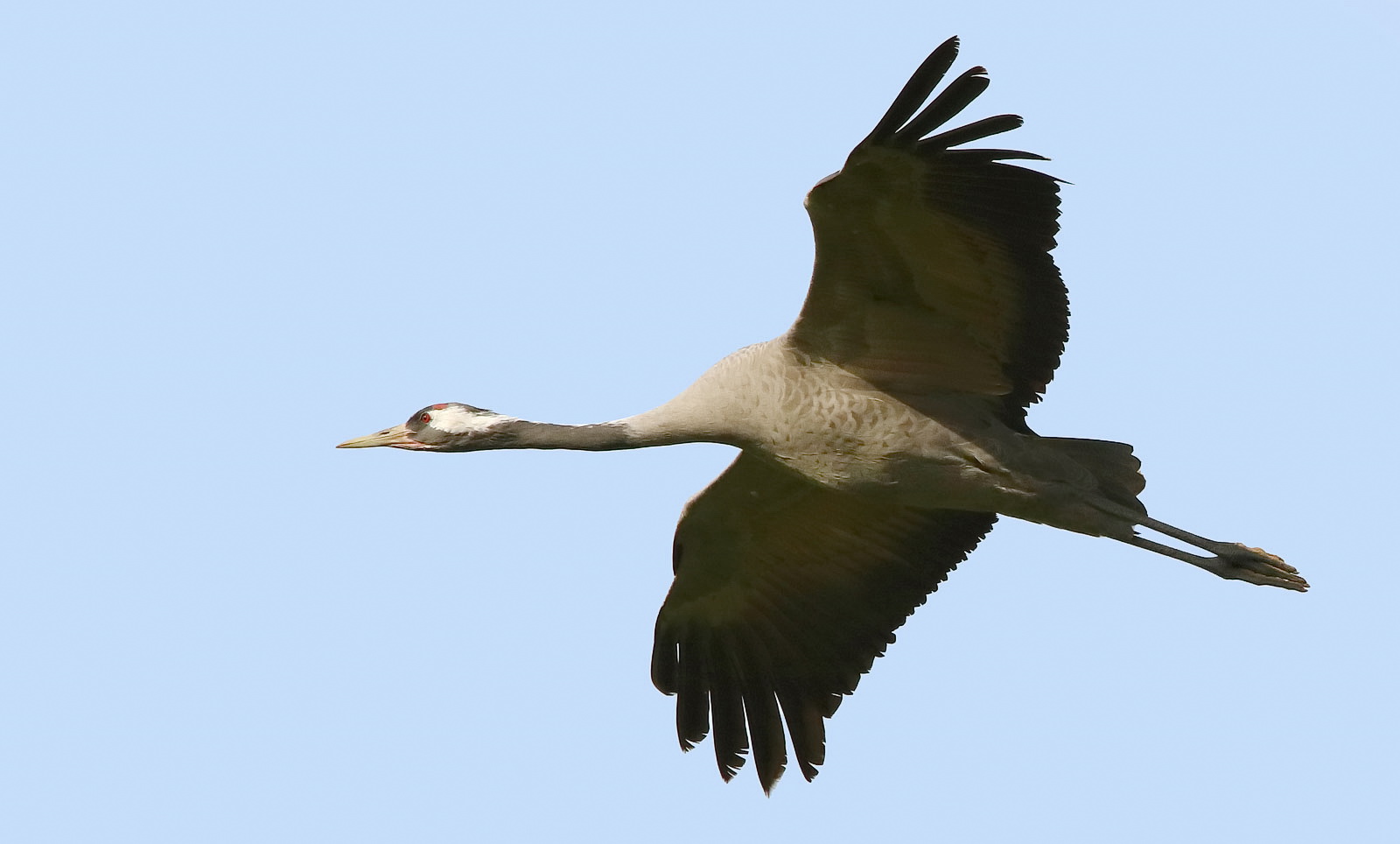 Fliegender Kranich