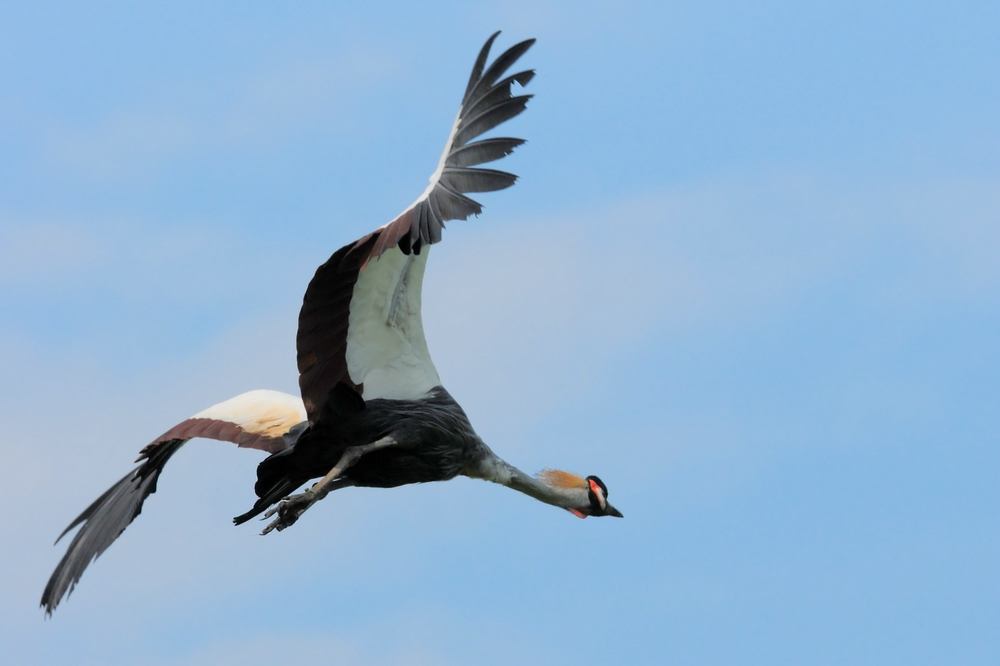 (fliegender) kRoNeNkRaNiCh