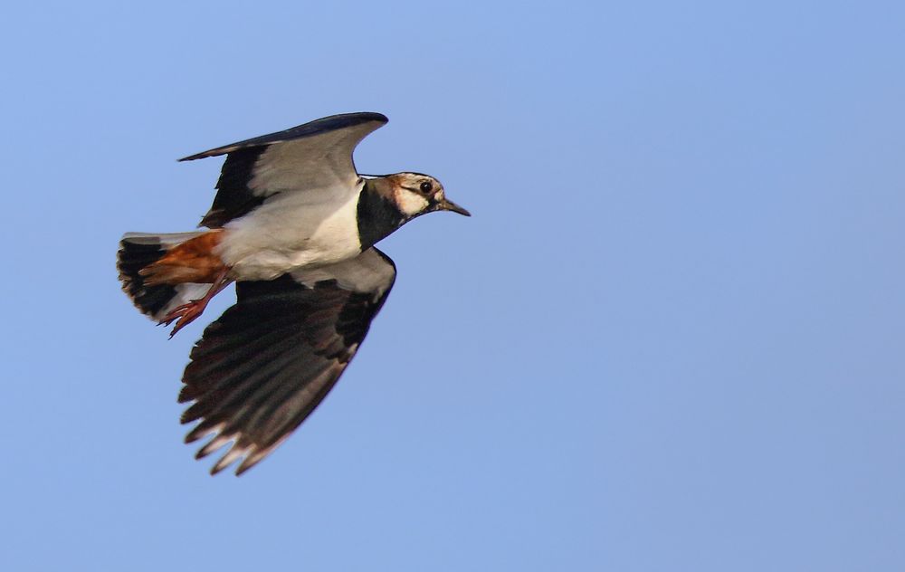 "FLIEGENDER KÜNSTLER"