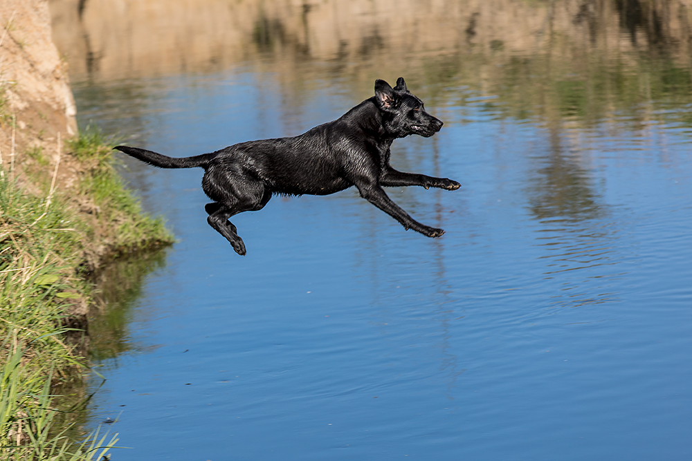 Fliegender Labrador