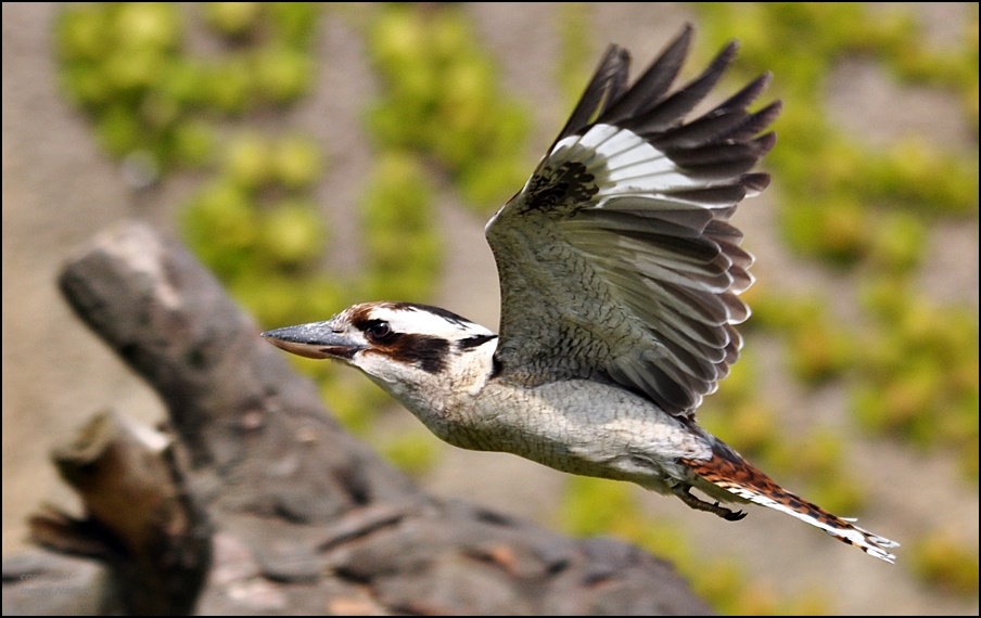 Fliegender Lachender Hans !!!