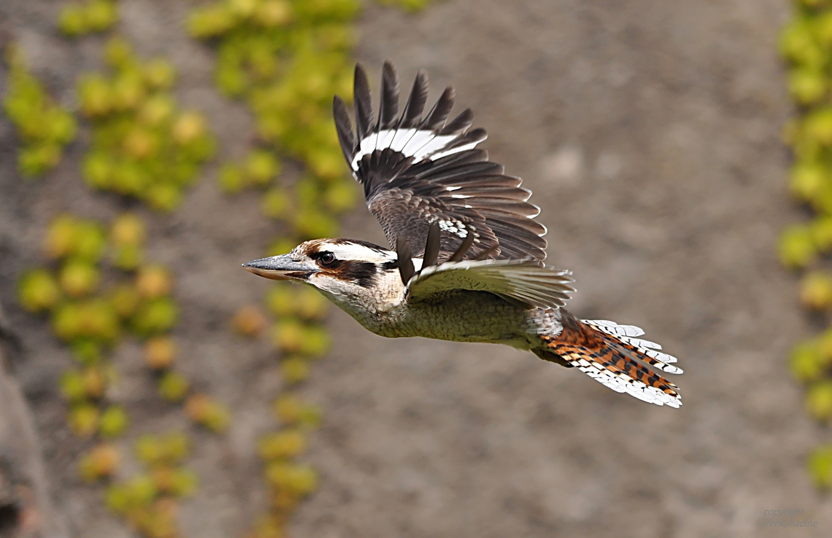 Fliegender, lachender Hennes ...