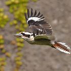 Fliegender, lachender Hennes ...