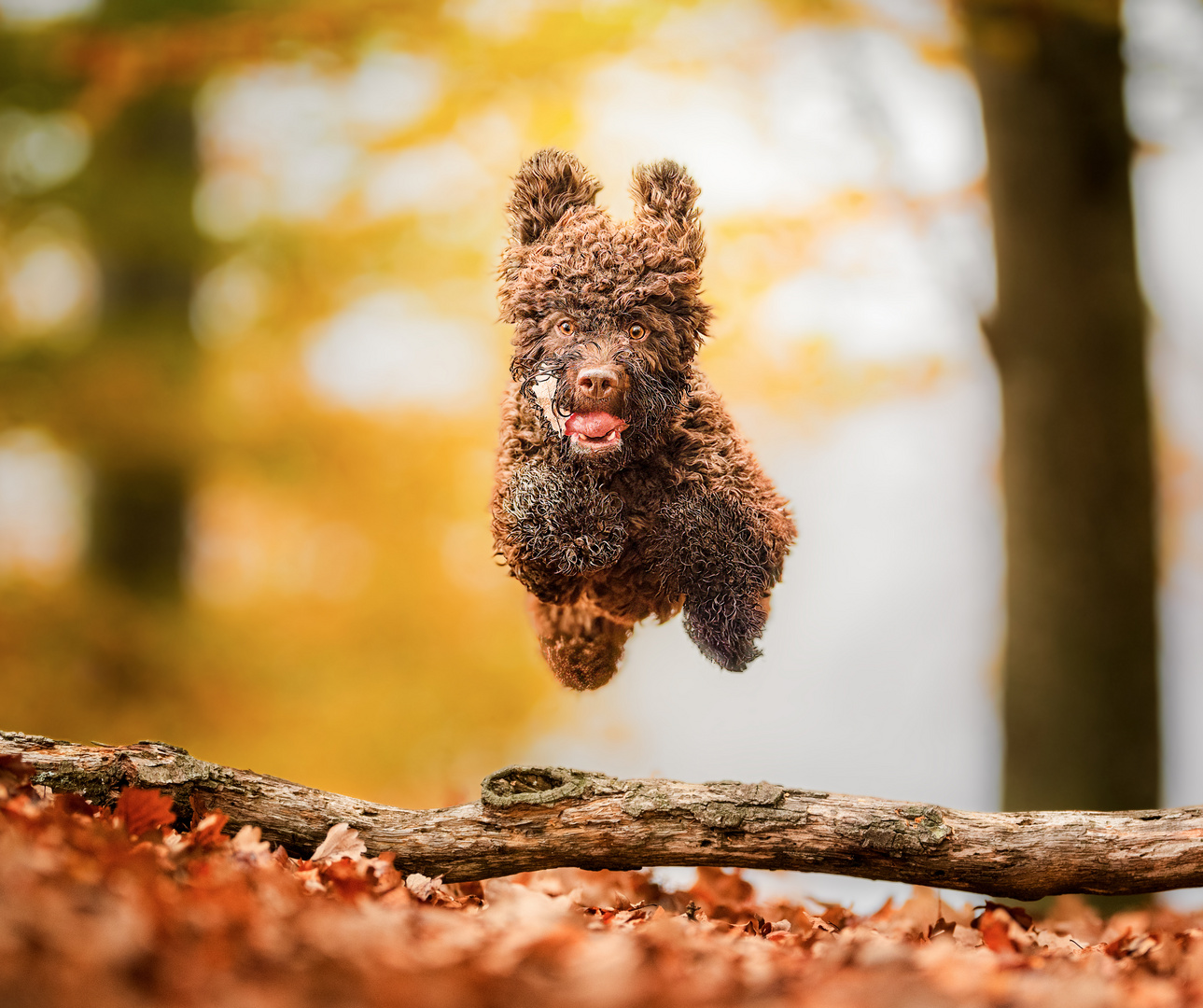 Fliegender Lagotto