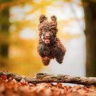 Fliegender Lagotto