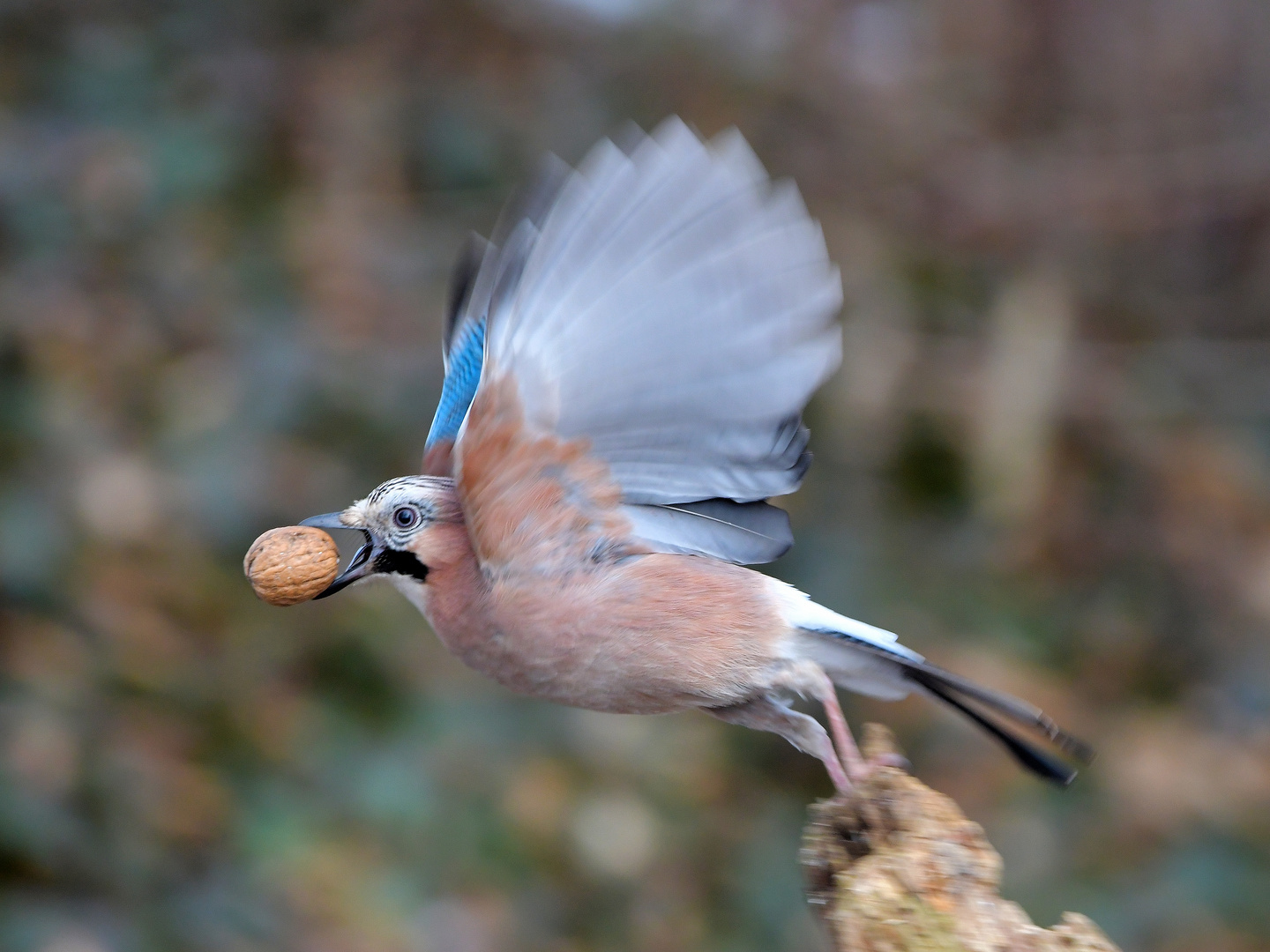 Fliegender Langfinger