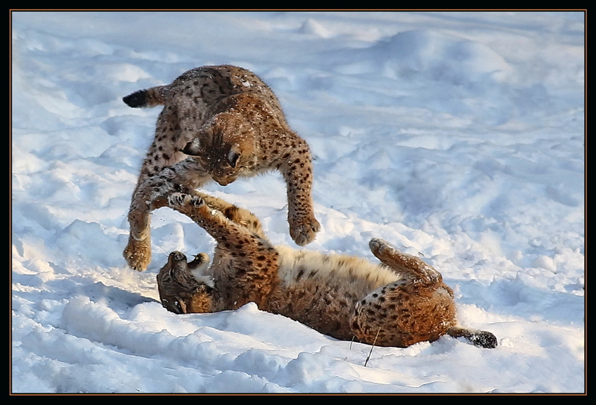 Fliegender Luchs..