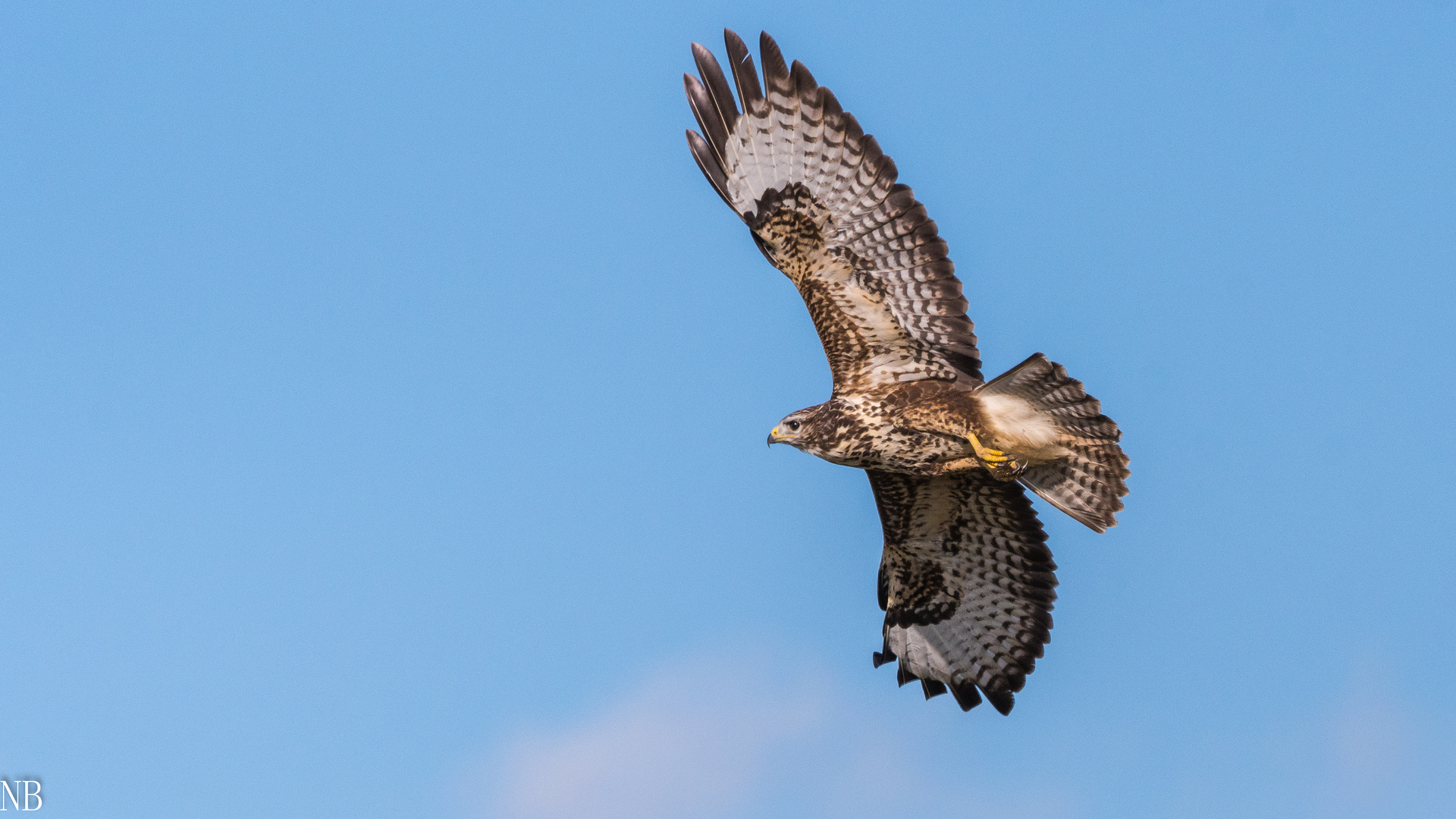 "Fliegender Mäusebussard 2023"