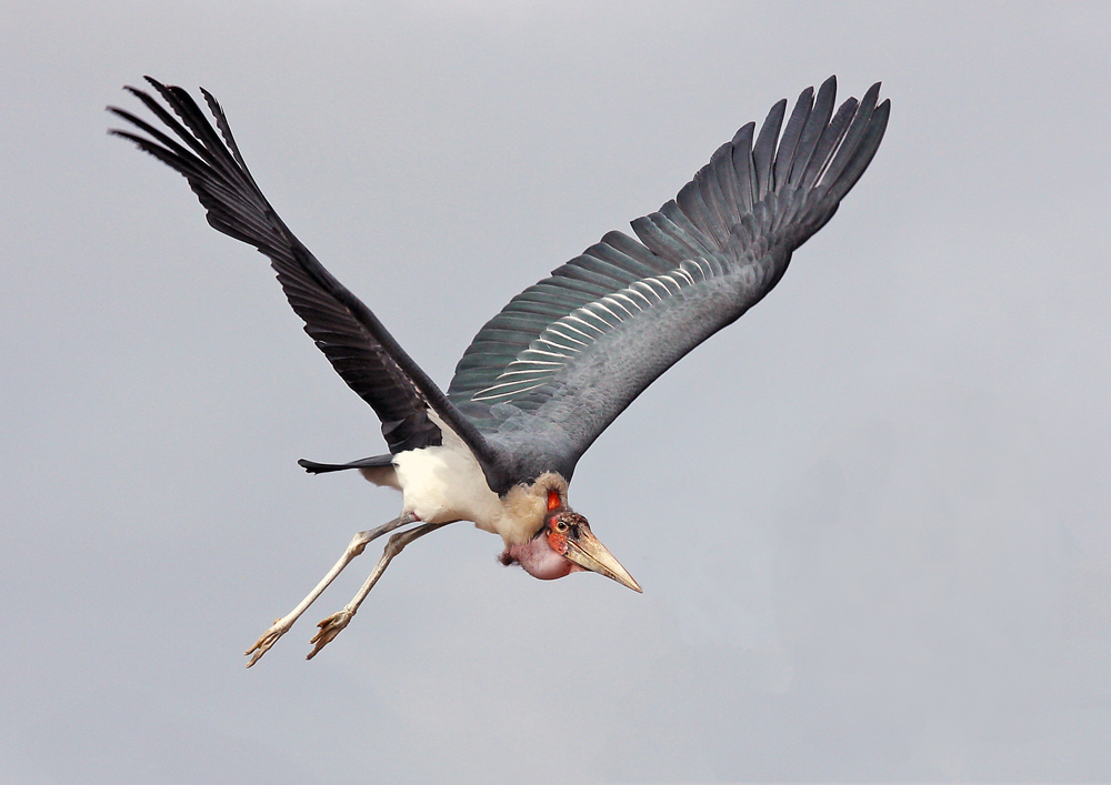 fliegender Marabu