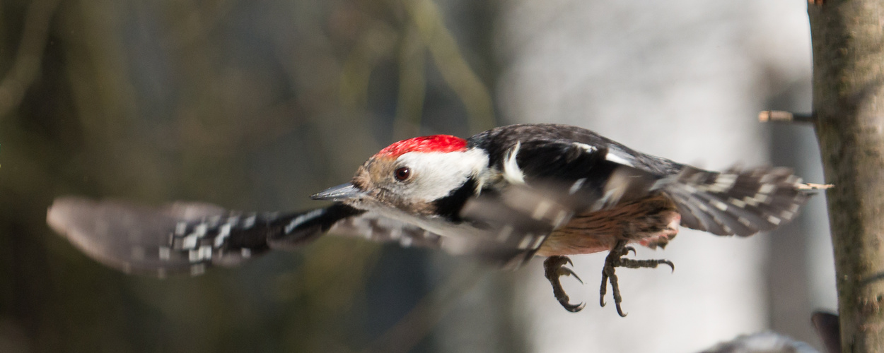 Fliegender Mittelspecht 