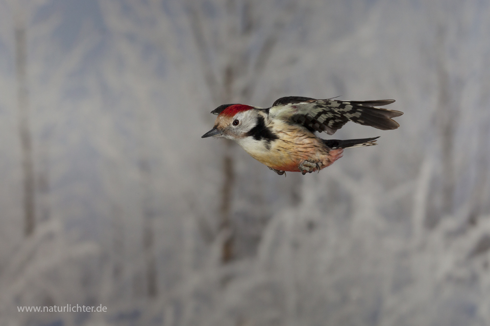 Fliegender Mittelspecht im Winterwald