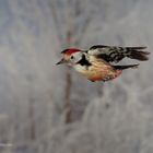 Fliegender Mittelspecht im Winterwald