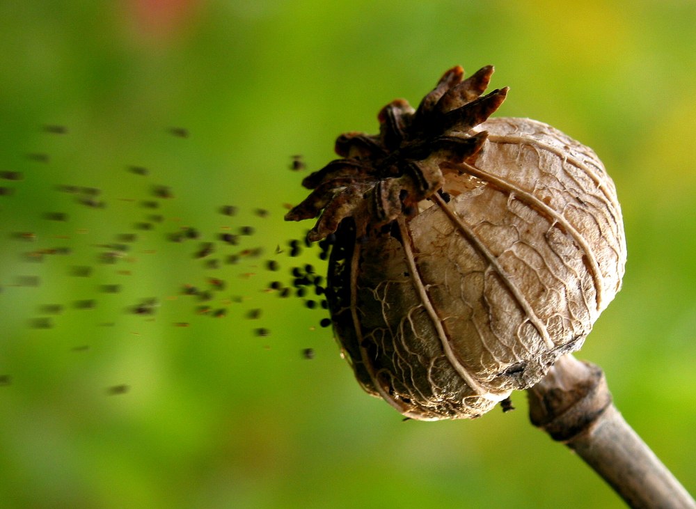 fliegender Mohn