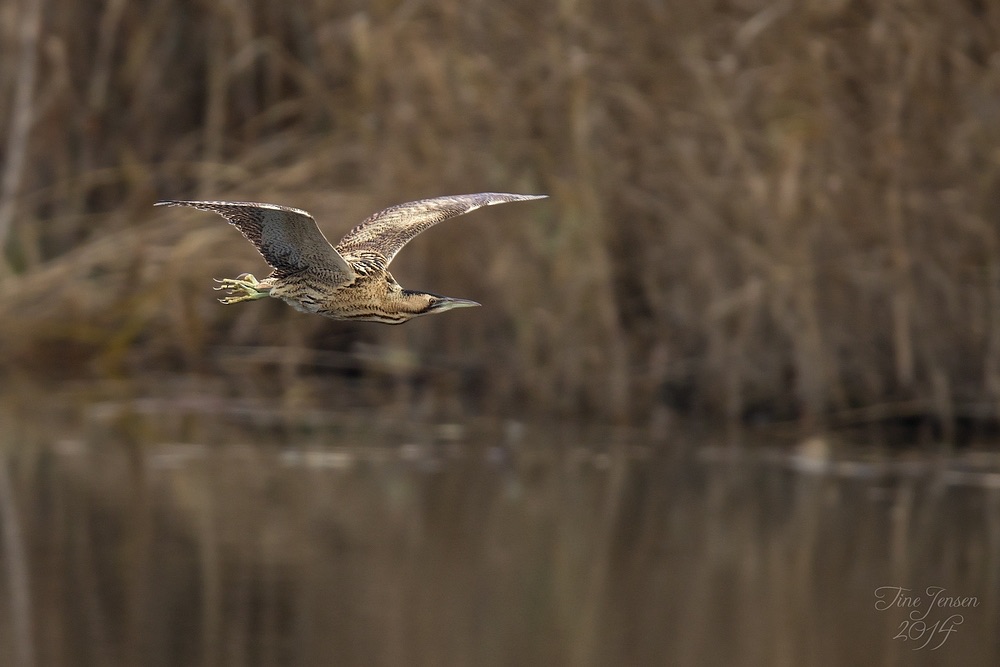 Fliegender Moorochse