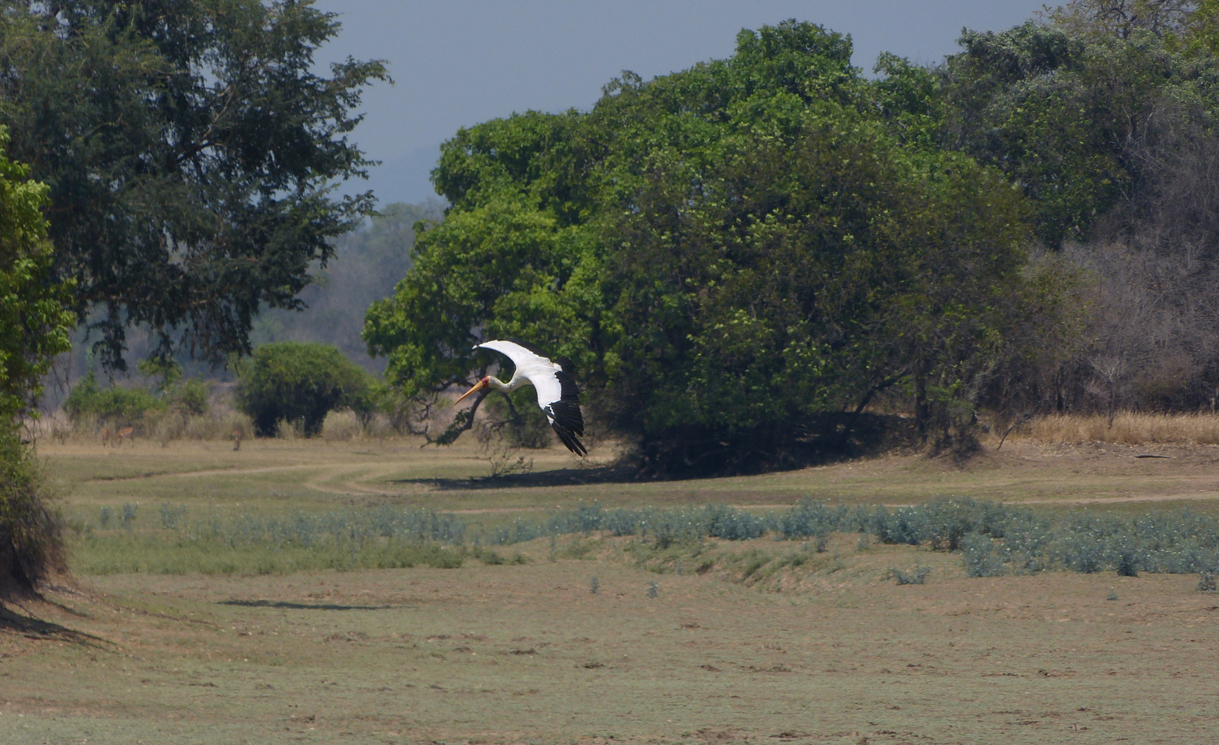 Fliegender Nimmersatt-Storch