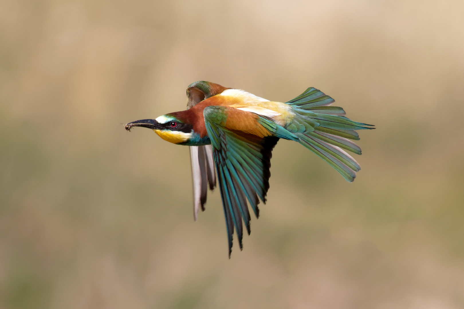 Fliegender "Paradiesvogel" - Bienenfresser