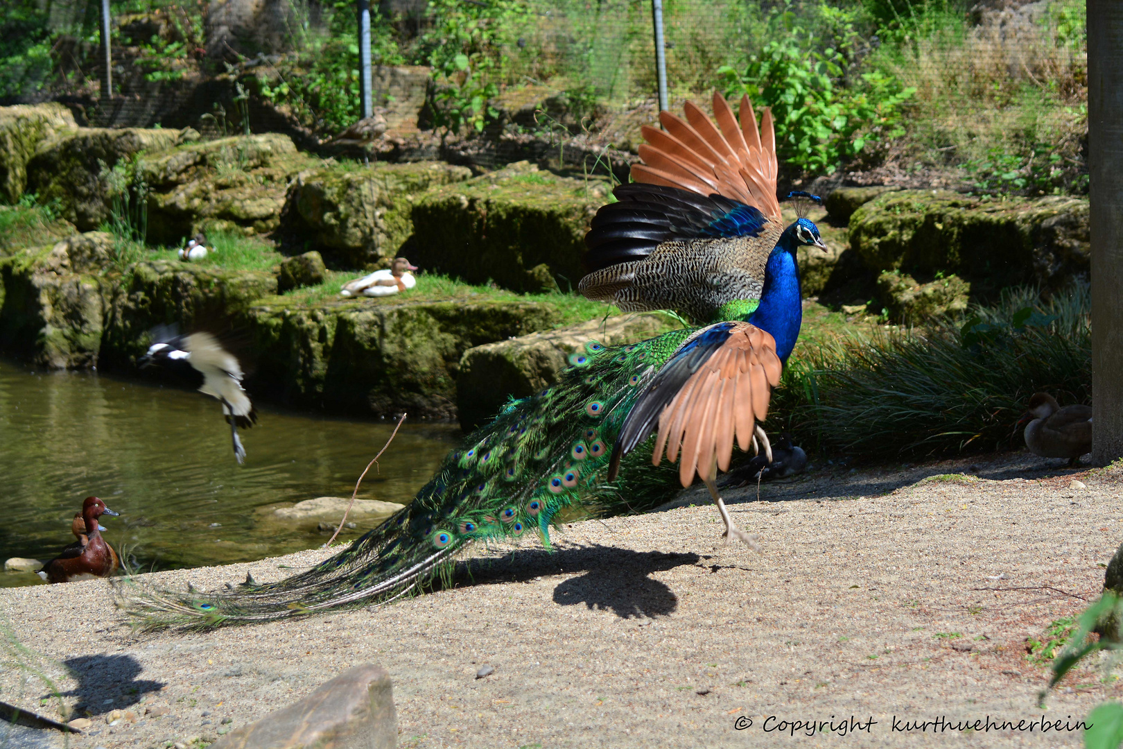 Fliegender Pfau