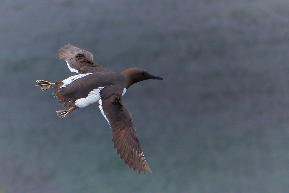 Fliegender Pinguin