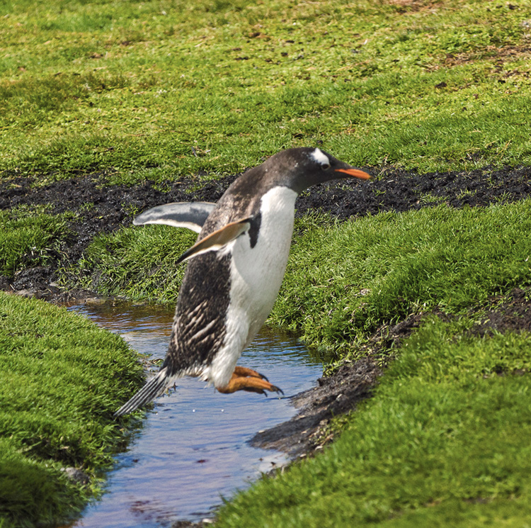 Fliegender Pinguin