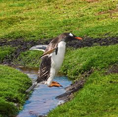 Fliegender Pinguin